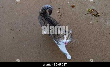 High-angle shot of a cute tabby cat walking on the sand at the beach, looking up and meowing at the camera. Stock Photo