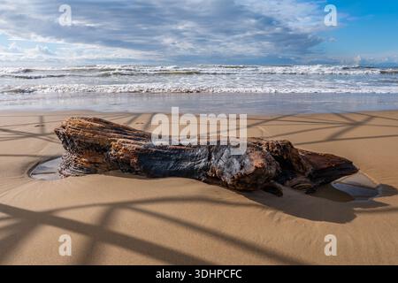 A weathered driftwood log lying on a sandy beach with foaming ocean waves in the background under a cloudy sky. Stock Photo