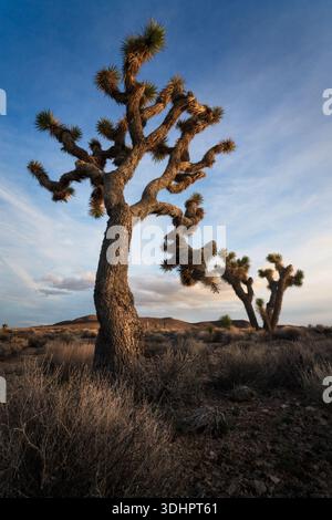 View of a solitary Joshua tree stands majestically against the fading light, casting long shadows across the arid landscape, Nipton, California, Unite Stock Photo