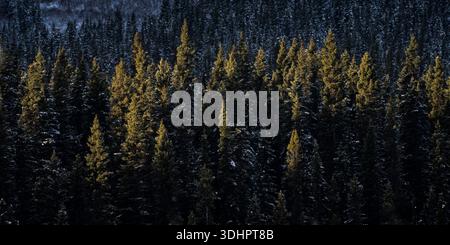 View of golden light kissing the tips of evergreen trees against a backdrop of shadowy forest depths, Improvement District No. 9, Canada. Stock Photo
