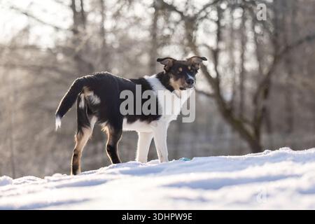 Smooth coated Border Collie standing outdoors in winter snow, attentive expression, backlight, calm scene Stock Photo