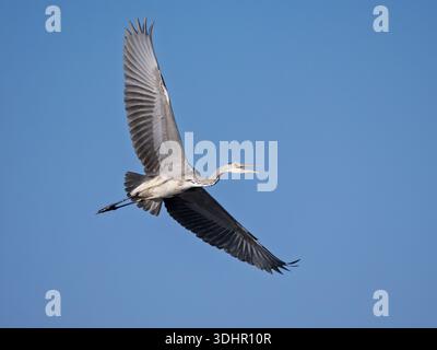 Grey heron (Ardea cinerea) flying with wings spread against clear blue sky. Stock Photo