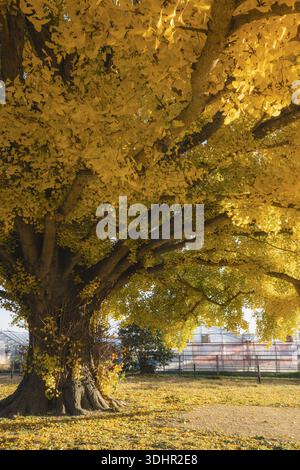 View of a majestic ginkgo tree ablaze with golden leaves casting a warm glow on the ground in Toyokawa, Aichi, Japan. Stock Photo