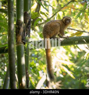 View of a golden bamboo lemur perched on a bamboo branch, its fur blending with the sunlight filtering through the lush green canopy, Falierana, Farit Stock Photo