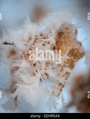 Delicate hoarfrost crystals fan out over dried brown leaves on a twig. Shot outdoors on a cold winter morning, soft blue gray backdrop isolates razor Stock Photo