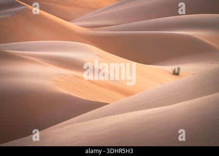 View of endless waves of golden sand dunes rippling across the desert landscape, with a small green plant adding a splash of life, Salalah, Dhofar Gov Stock Photo