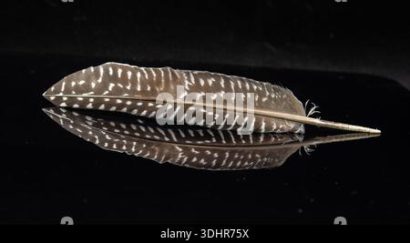 brown and white feather on black background Stock Photo