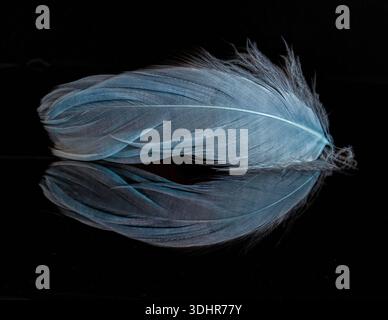 blue feather and reflection on black background Stock Photo