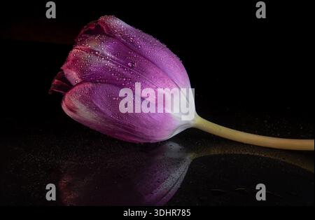 Purple tulip flower laying on black surface Stock Photo