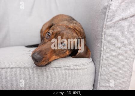 Cute dachshund dog lying on a gray sofa looking at camera with sad eyes, pet care services or animal shelter. Stock Photo