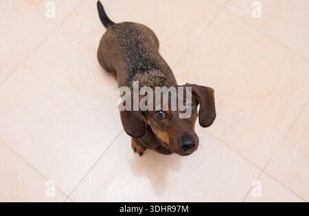Cute dachshund puppy looking up at camera on tile floor. Stock Photo