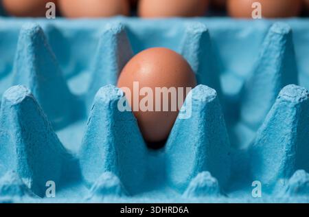 Single brown chicken egg in blue cardboard egg carton close up Stock Photo