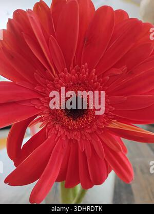 Macro shot of a striking red gerbera daisy (Gerbera jamesonii) flower, showing its rich crimson petals and detailed dark central core Stock Photo