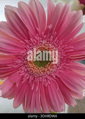 Macro shot of a vibrant pink gerbera daisy (Gerbera jamesonii) flower in full bloom, showcasing its detailed central disc and radiating petals Stock Photo