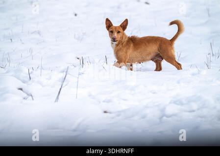 Brown mixed breed dog standing on deep snow with tail up Stock Photo