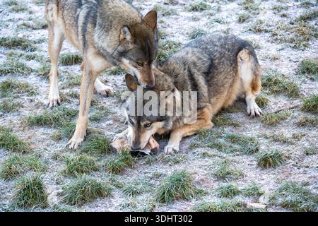 Two wolves share a moment on a frosty, sparse grass field. One wolf nuzzles a bone while the other stands close, conveying wildness, family bond, and Stock Photo