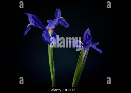 A beautiful pair of purple Iris flowers, photographed against a complementary dark background Stock Photo