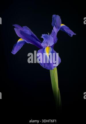 A beautiful solitary purple Iris flower, photographed against a complementary dark background Stock Photo