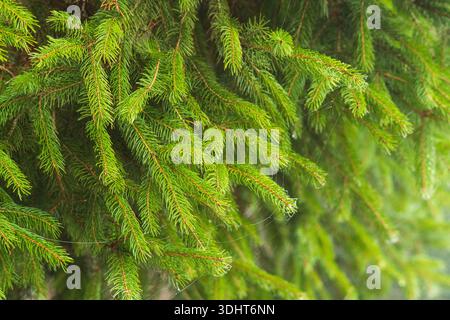 Fresh green spruce branches and needles. Close up shot, shallow depth of filed, foggy winter days, dew on spider web Stock Photo