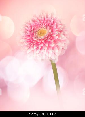 A solitary pink and white Gerbera flower, photographed against a pink  background Stock Photo