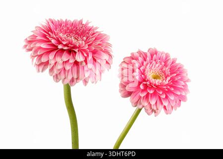 Two beautiful pink and white Gerbera flowers, photographed against a plain white background Stock Photo
