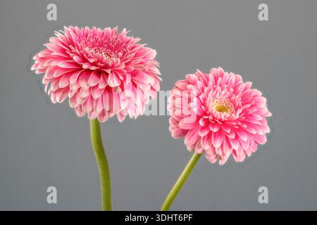 Two beautiful pink and white Gerbera flowers, photographed against a plain grey background Stock Photo