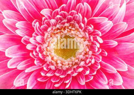 A close up of the centre of a pink and white Gerbera flower Stock Photo