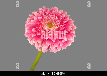 A solitary pink and white Gerbera flower, photographed against a plain grey background Stock Photo