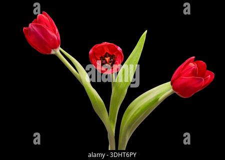 Three beautiful red Tulips, photographed against a plain black background Stock Photo