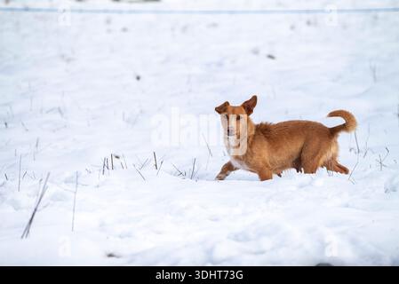 Winter scene with a brown pet dog looking attentive Stock Photo