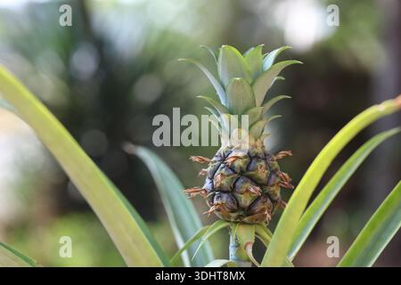 pineapple growing in a garden Stock Photo