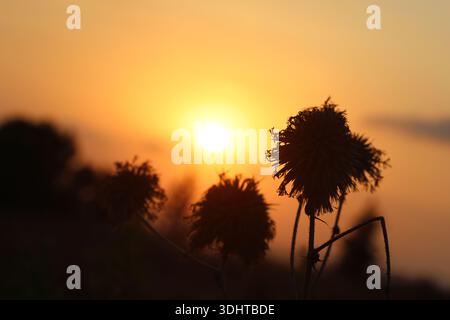 a beautiful sunset behind dry plants Stock Photo