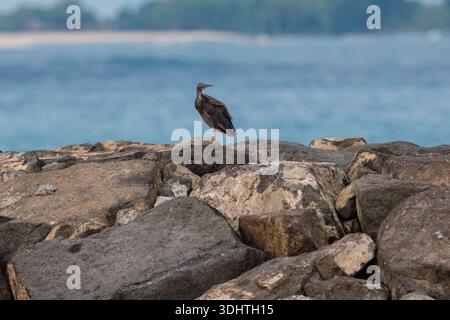 Solitary coastal bird standing on rocky shore with calm blue sea in background Stock Photo