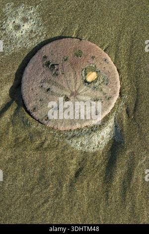 Eccentric Sand Dollar, Dendraster excentricus, skeleton on Hobuck Beach ...