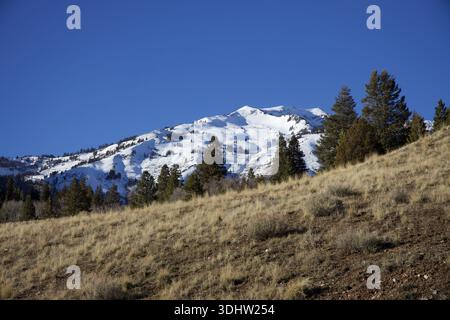 Snow-covered mountain with evergreen trees and dry grass hillside under a clear blue sky. Stock Photo