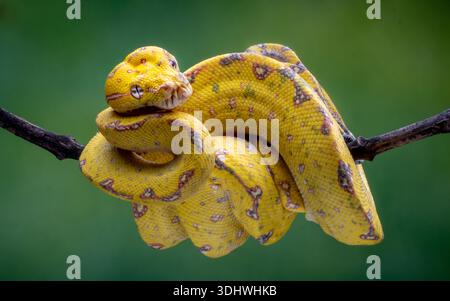 View of a vibrant green tree python, coiled tightly on a stark branch, its scales a mosaic of yellow hues against a blurred green backdrop, Batam, Ind Stock Photo