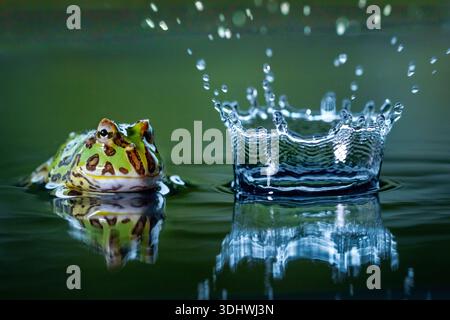 View of a vibrant frog resting calmly near a water droplet creating a splash in a serene pool, showcasing nature's delicate balance, Sao Paolo, Brazil Stock Photo