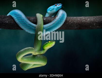 View of two vibrant snakes, one teal and one green, entwined on a branch in a dark, lush forest, a natural ballet of contrasting hues, Batam, Indonesi Stock Photo
