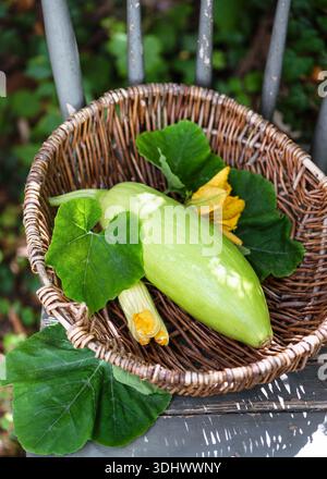 Fresh Korean "Aehobak" zucchini (Cucurbita moschata) in a woven rattan basket, with green leaves and yellow blossoms, harvested from a home garden. Stock Photo