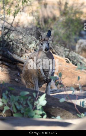 Common wallaroos (Macropus robustus ) in Cape Range National Park ...
