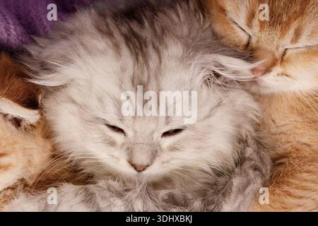 Extreme close-up of a tiny grey long-haired kitten sleeping with eyes closed, surrounded by other kittens. Focus on soft fur and peaceful expression. Stock Photo