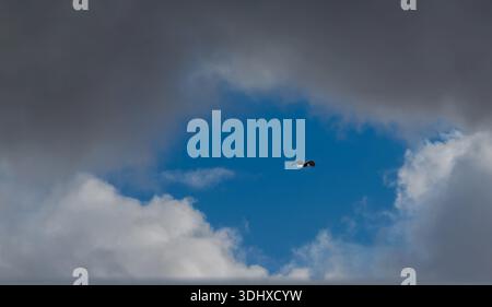 Eagle finds hole in the stormy clouds and soars into the blue. Stock Photo