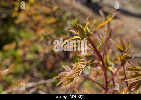 Tree peony Paeonia suffruticosa bud growing on a branch in a sunny garden. Concept of spring awakening, botanical life cycle Stock Photo