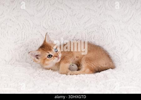 A playful golden ginger kitten lying on its side and catching a small grey toy mouse on a soft white textured background. Stock Photo