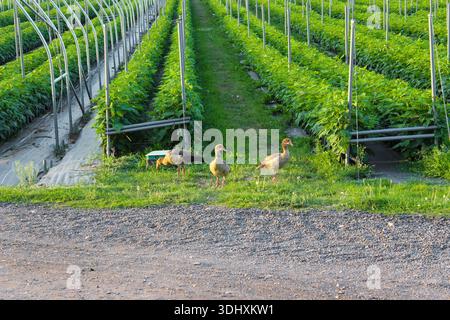 Three wild geese stand in the grassy foreground of a large agricultural field with rows of green raspberry plants and greenhouse structures. Stock Photo