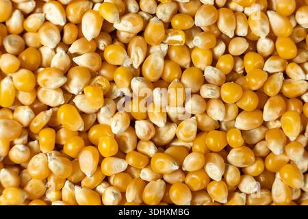 Top view of a heap of golden corn kernels for popcorn. Stock Photo
