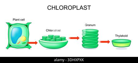 Diagram of Chloroplast Anatomy for Biology and Life Science Education ...