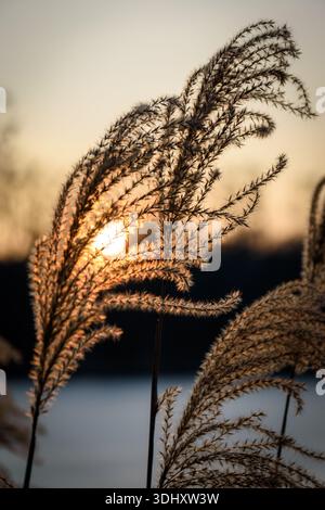Close-up of pampas grass glowing in the warm light of a sunset, with delicate plumes illuminated against a softly blurred background, evoking calm Stock Photo