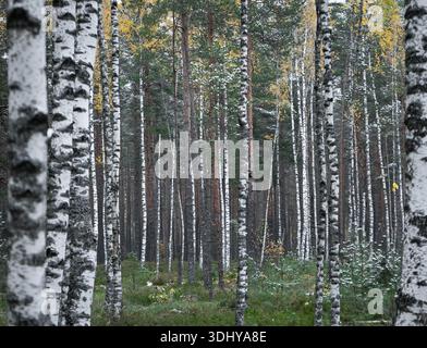 Birch forest with slender tree trunks in natural woodland Stock Photo