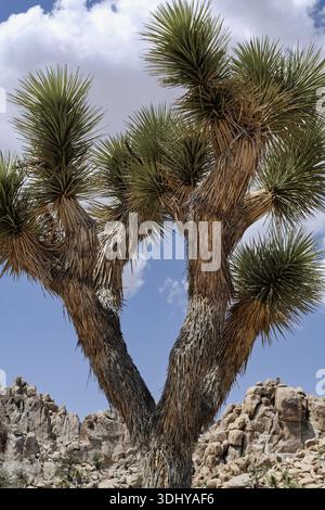 A Joshua Tree in Joshua Tree National Monument in California. Stock Photo